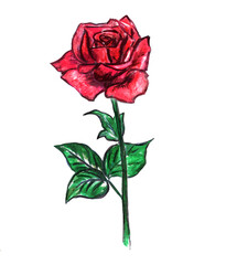  Big beautiful red rose flower on white background