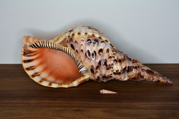 Shell of the gastropod mollusc Charonia tritonis