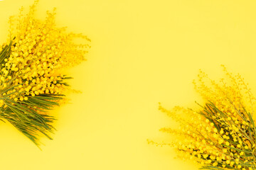 Mimosa flowers on blue background