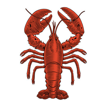 Lobster engraving vector illustration for seafood menu. Hand drawn crustacean in a vintage style.