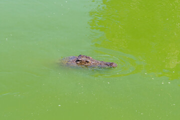 Nile crocodile, Crocodylus niloticus, in water