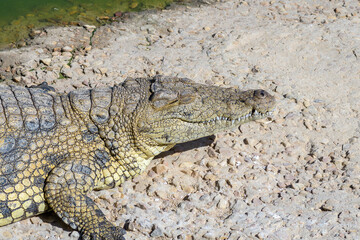 The face of a nile crocodile