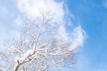 Obraz na płótnie Canvas A tree covered white snow under the blue sky, Nature or landscape background, Nobody