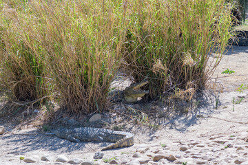 Fototapeta na wymiar Nile crocodile, Crocodylus niloticus, on sand between reeds