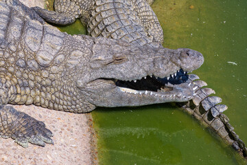 The face and tail of a nile crocodile