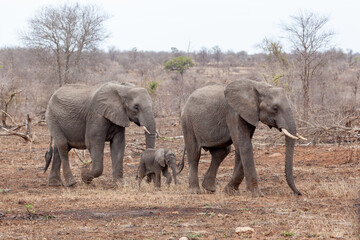 Elephants and calf