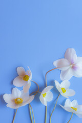 Snowdrop anemone windflower (Anemone sylvestris). White spring forest flower on blue background. Close-up