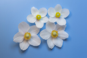 Fototapeta na wymiar Snowdrop anemone windflower (Anemone sylvestris). White spring forest flower on blue background. Close-up