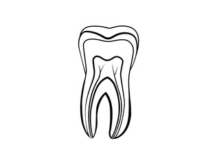human tooth diagram vector illustration