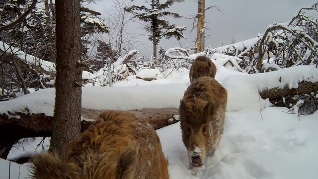Herd of wild boar, sus scrofa, walking in deep snow in winter nature. Group of animals approaching from front view in mountains. Mammals with brown fur migrating.