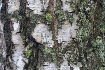 Background - white bark of birch tree with lichen and moss in mid December