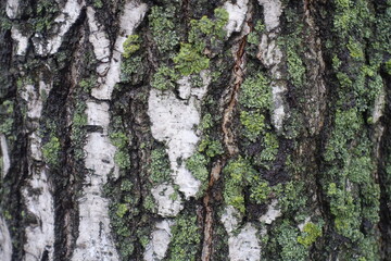 Colorful lichen on white bark of birch tree in mid December