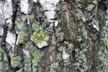 Texture of white bark of birch tree with lichen and moss in mid December