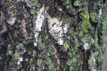 Uneven white bark of birch tree with lichen in mid December