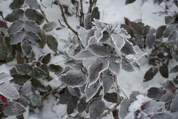 Purple foliage of Mahonia aquifolium covered with hoar frost in mid January