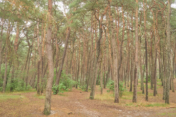 Seaside forest by the Baltic Sea in Poland 