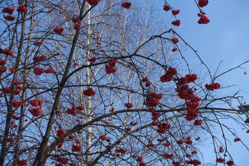 Unclouded blue sky and red berries on leafless branches of rowan in January