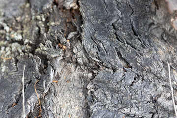 rough nature textures great for backgrounds