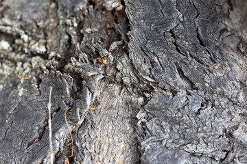 rough nature textures great for backgrounds