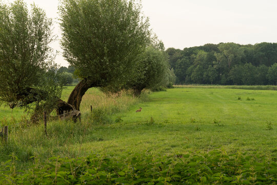 Field with pollard willows and a Brown hare lepus europaeus