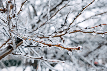 Freezing Rain, Icing Hazards. Frozen tree branch in winter city. Icy tree branches close-up. Icing, frozen bushes. Icing conditions. Selective focus
