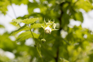 Blooming raspberry bush, raspberry blossom and flower close-up with place for text.