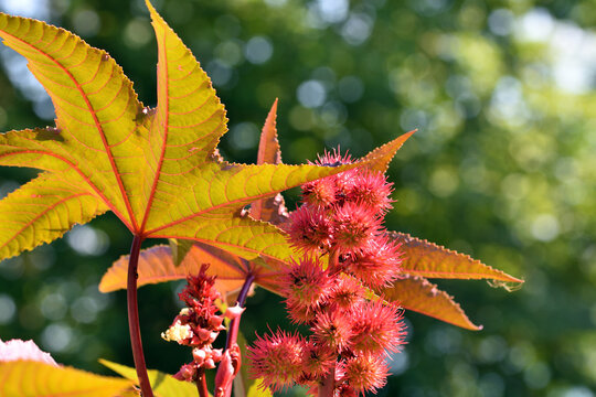 Wunderbaum
