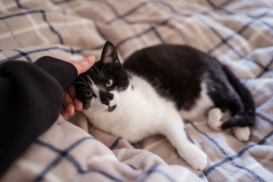 Young Asian woman playing with young black and white cat on top of bed with warm sheets in bedroom