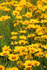 Obraz premium Blumenwiese