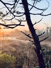 spider web on a tree at dawn