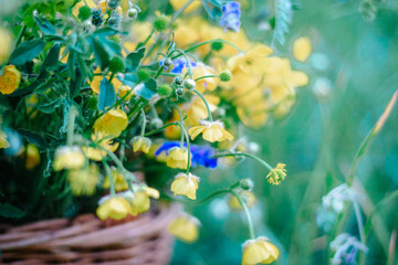 Fototapeta na wymiar Yellow, blue wildflowers in a wooden wicker basket. A basket of fresh wild flowers in the field. copy space. selective focus