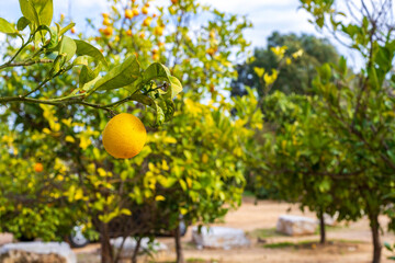 Ripe fruits of an orange tree hanging on branches among green foliage on a blurred background. Selective focus