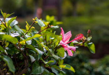 Bee next to a pink hibiscus flower on a blurred background. Selective focus