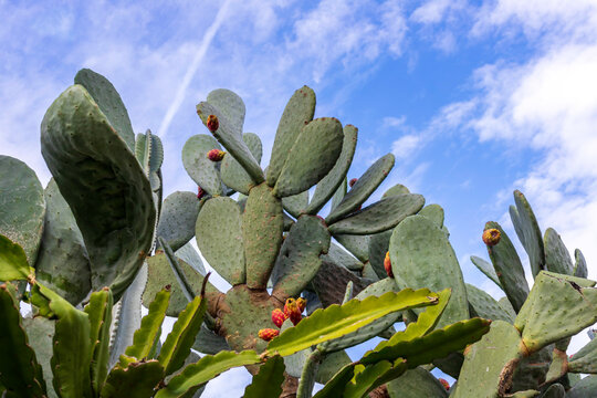 View of various breeds of cacti with fruits against the background of a blue sky with clouds.
