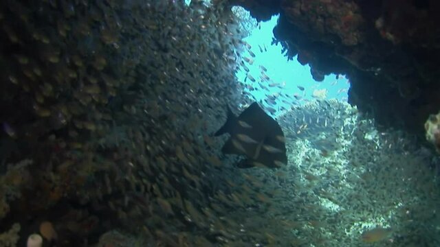 School of colorful coral fish on the blue background of the sea under water underwater in search of food. Diving in world of colorful beautiful wildlife of corals reefs. Diving in Red Sea.