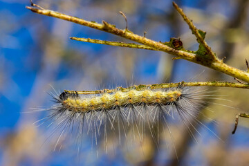 divoro tutto fino al volo