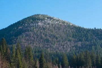 Carpathian forest. The mountain slopes are covered with pine forests