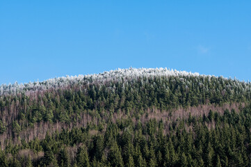 Carpathian forest. The mountain slopes are covered with pine forests