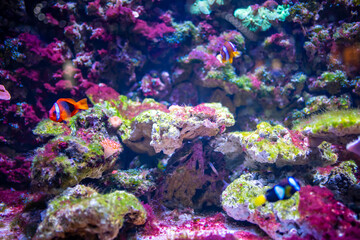 Beautiful aquarium with different types of fish and corals in the neon light in Prague, Czech republic