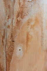 Real nature texture great for background