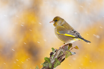European greenfinch, chloris chloris, sitting on branch during snowing. Yellow songbird resting on ivy twig in golden environment. Color feathered animal looking on wood in winter