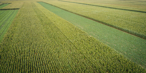 Aerial view of green chinese cabbage and maize field from drone
