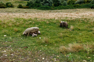 pig and piglets on a meadow	