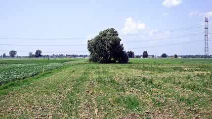 Drzewo 