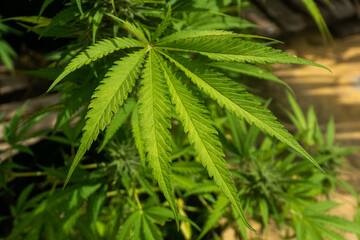 A cannabis leaf in Jamaica