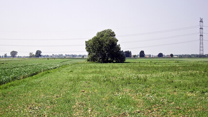 Drzewo 