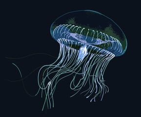 Aequorea jellyfish pictures, tentakel, dangerous, art.illustration, vector