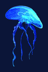 Blue shining jellyfish pictures, exotic, poisonous, art.illustration, vector