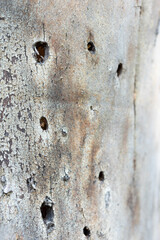 Real rough textures from nature great for background