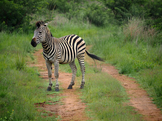 Fototapeta na wymiar Plains Zebra (Equus quagga, formerly Equus burchelli) on the Veld in Zimbabwe